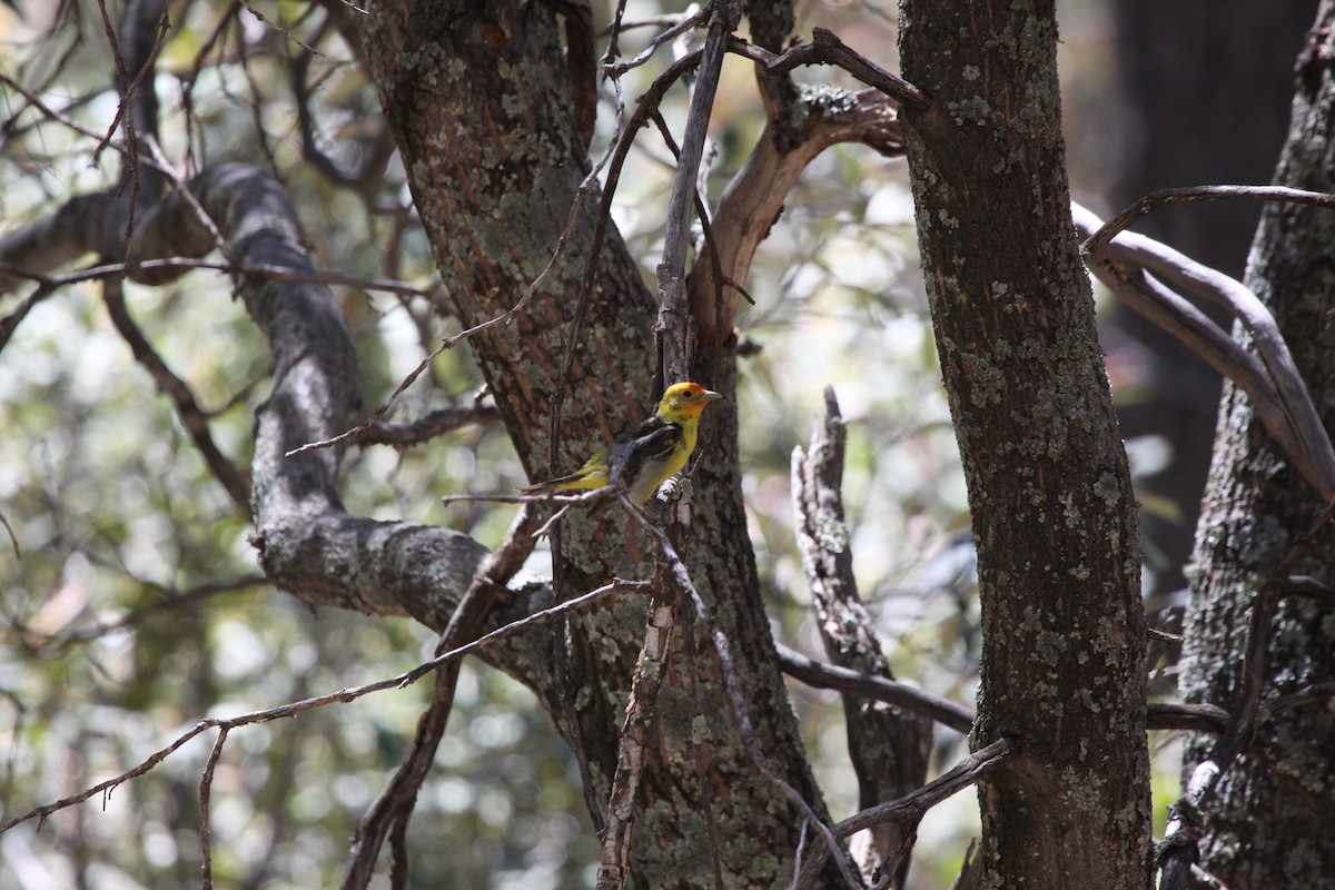 Western Tanager - ML619806128