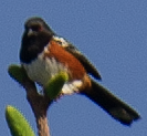Spotted Towhee - ML619806148