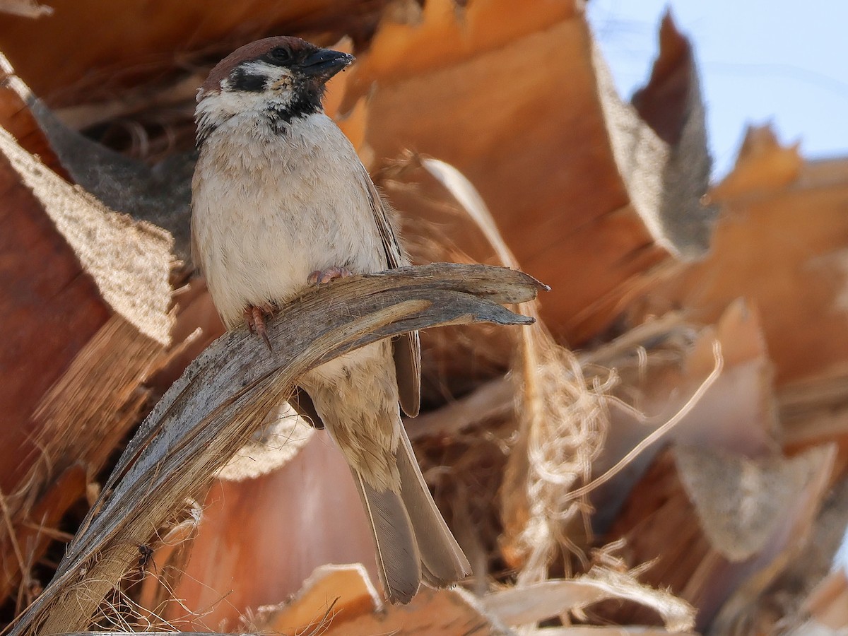 Eurasian Tree Sparrow - ML619806166