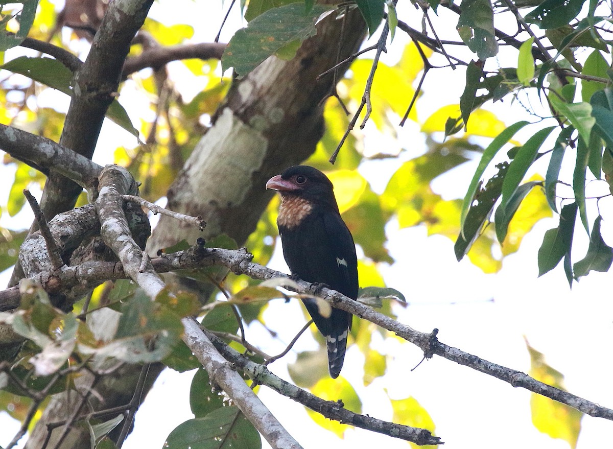 Dusky Broadbill - ML619806167