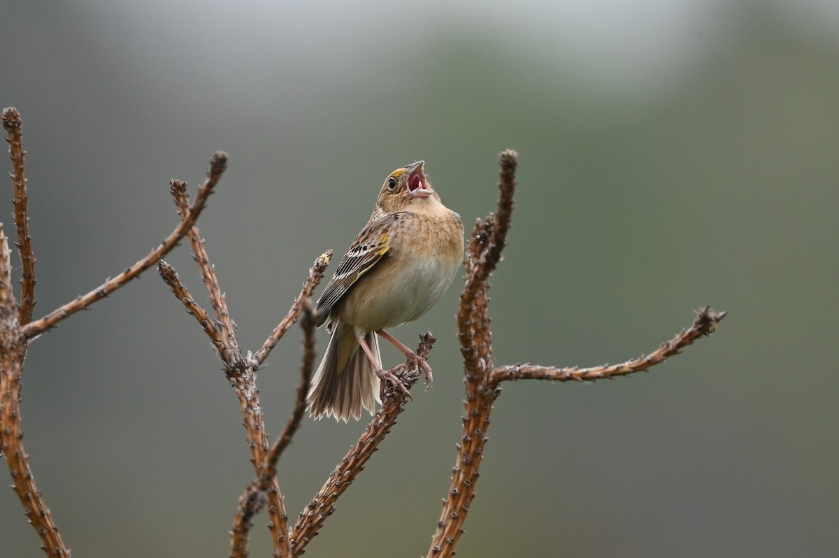 Grasshopper Sparrow - ML619806183