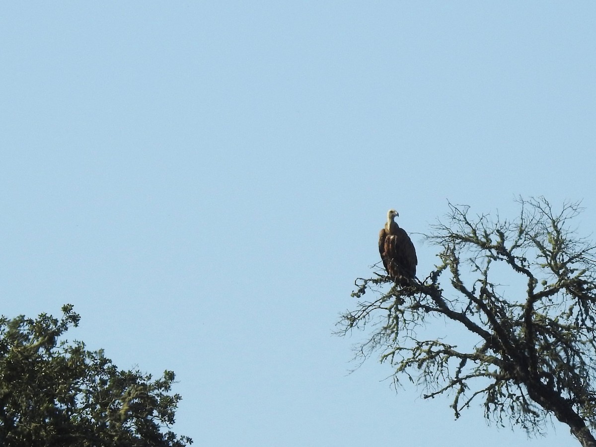 Eurasian Griffon - ML619806199