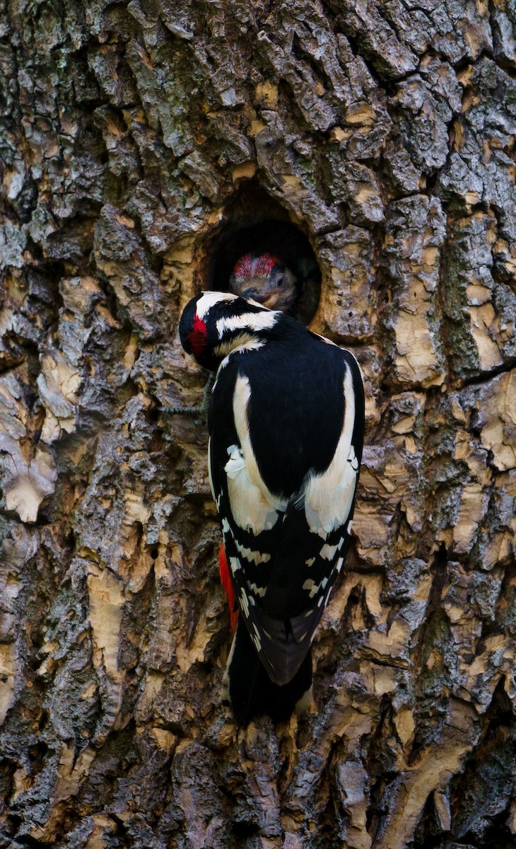 Great Spotted Woodpecker - ML619806202