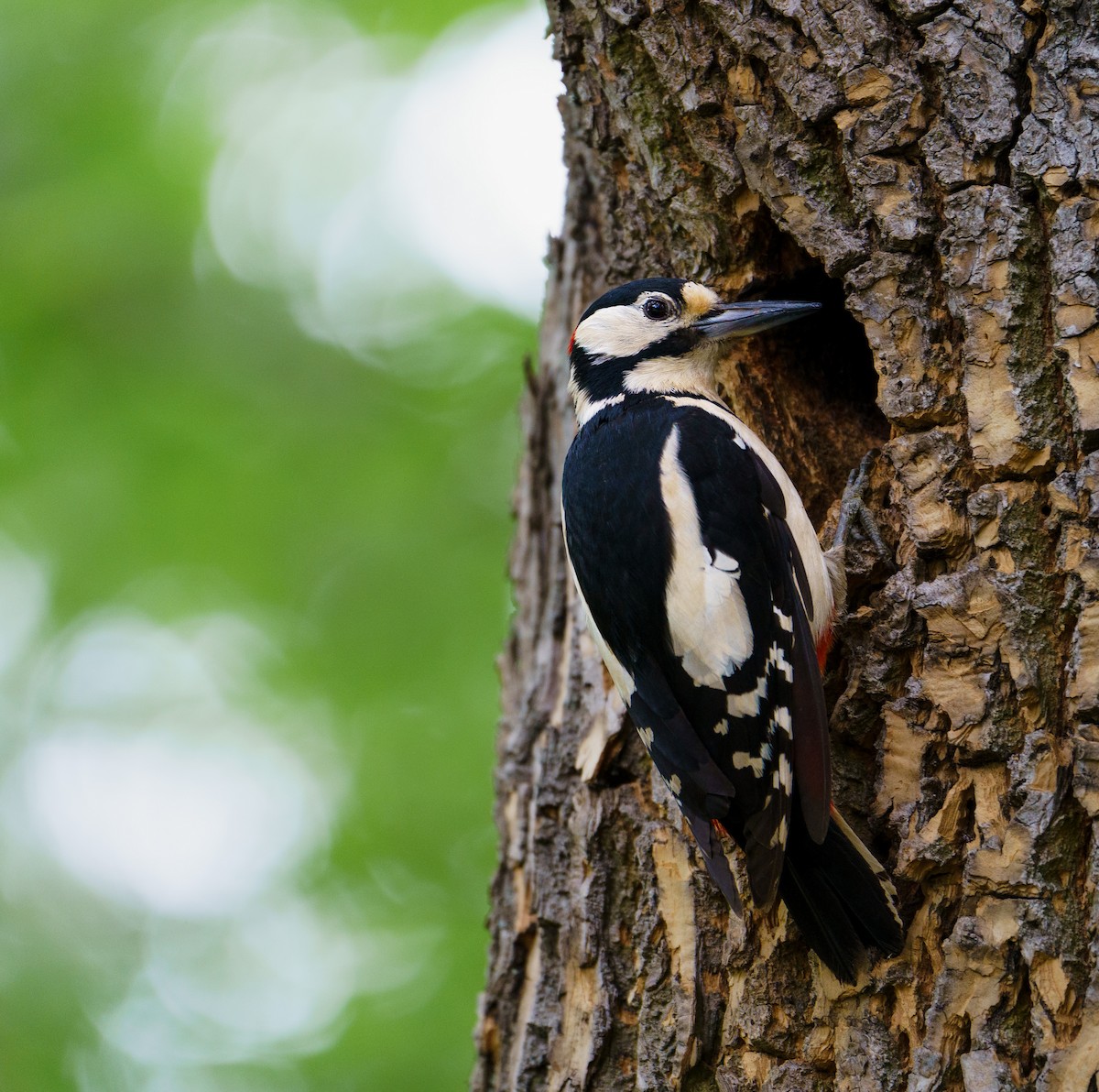 Great Spotted Woodpecker - ML619806203