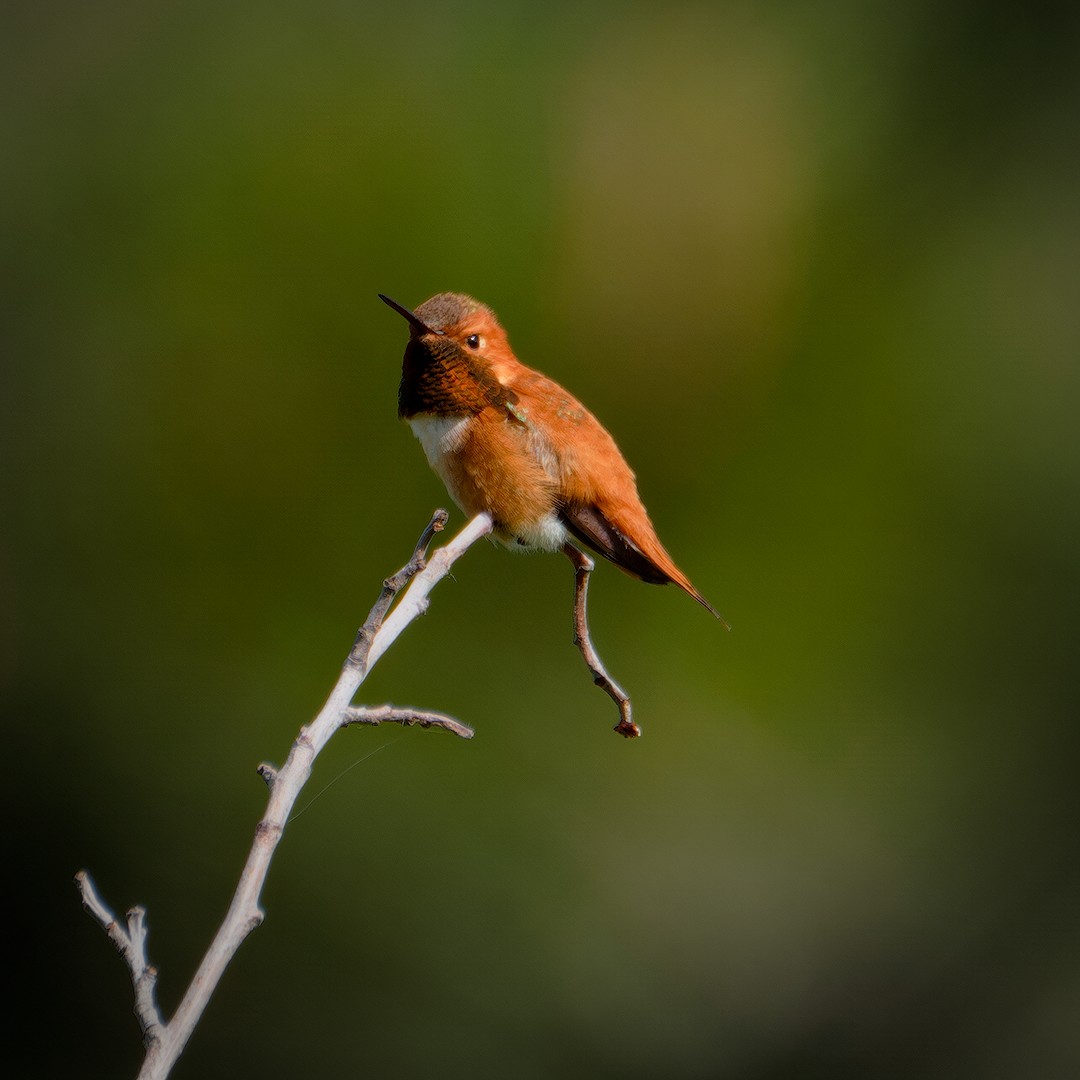 rødkolibri - ML619806213