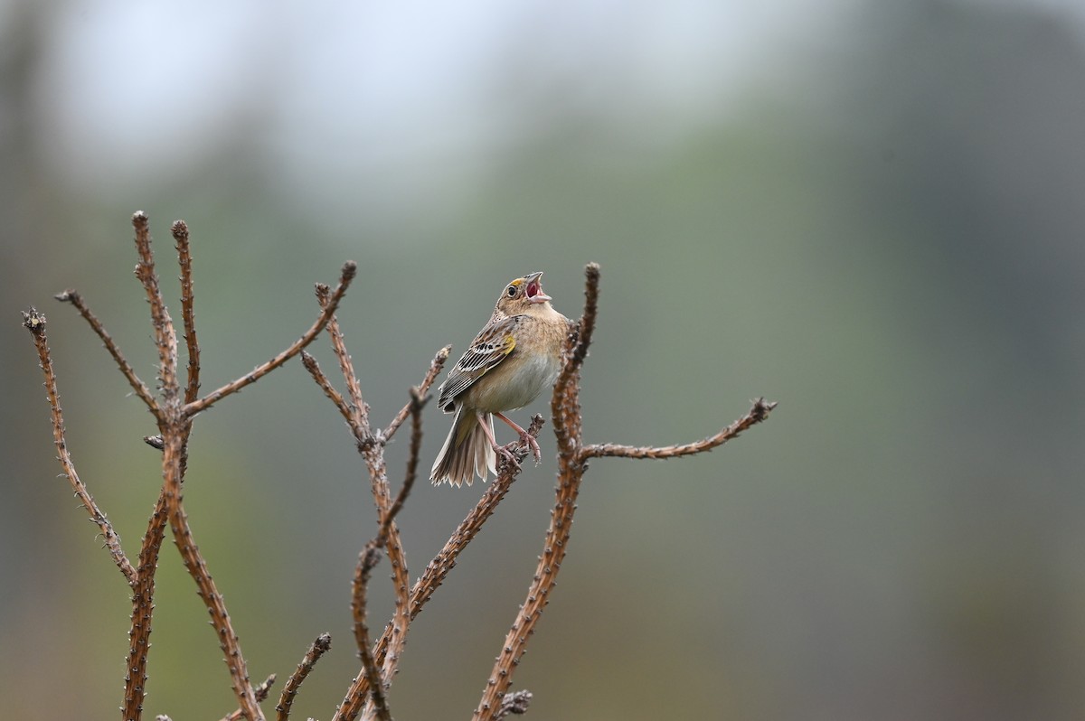 Grasshopper Sparrow - ML619806214
