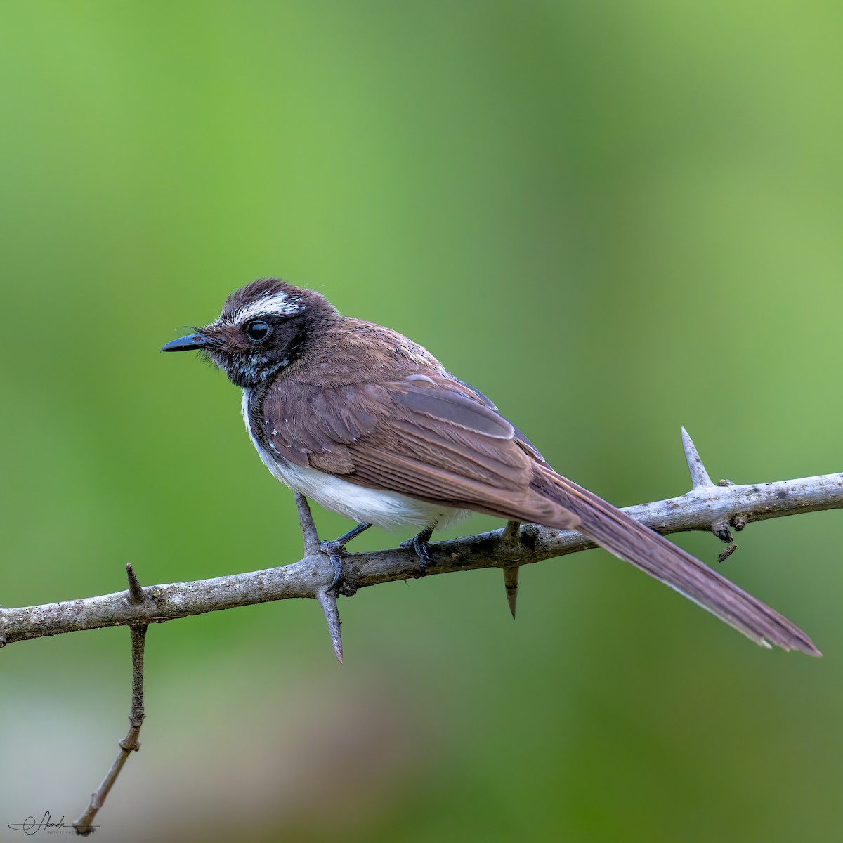 White-browed Fantail - ML619806215