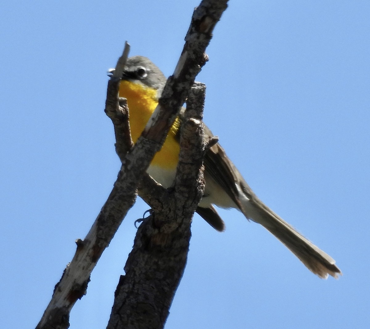 Yellow-breasted Chat - ML619806227