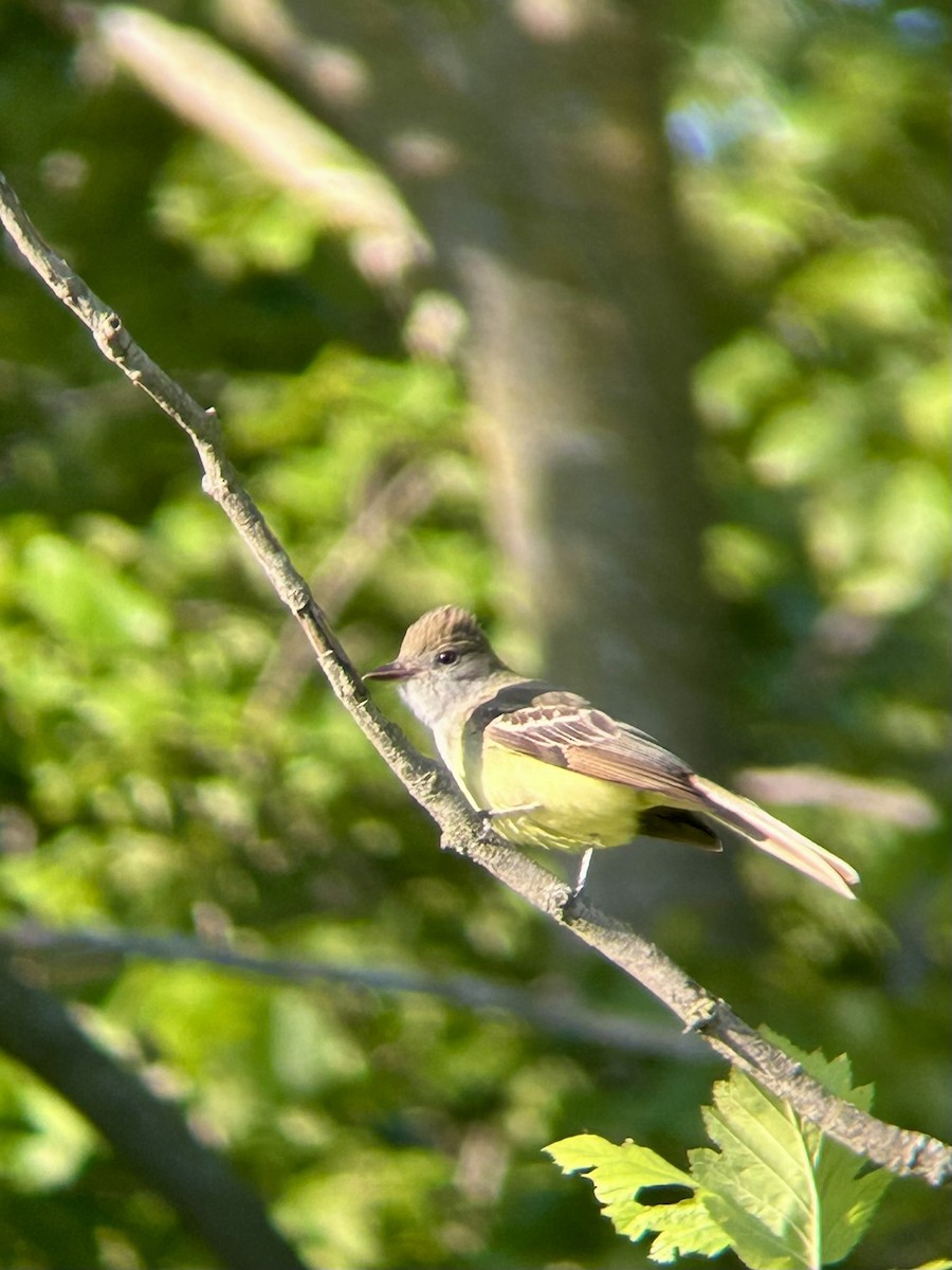 Great Crested Flycatcher - ML619806231