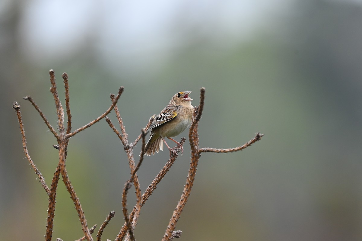 Grasshopper Sparrow - ML619806233