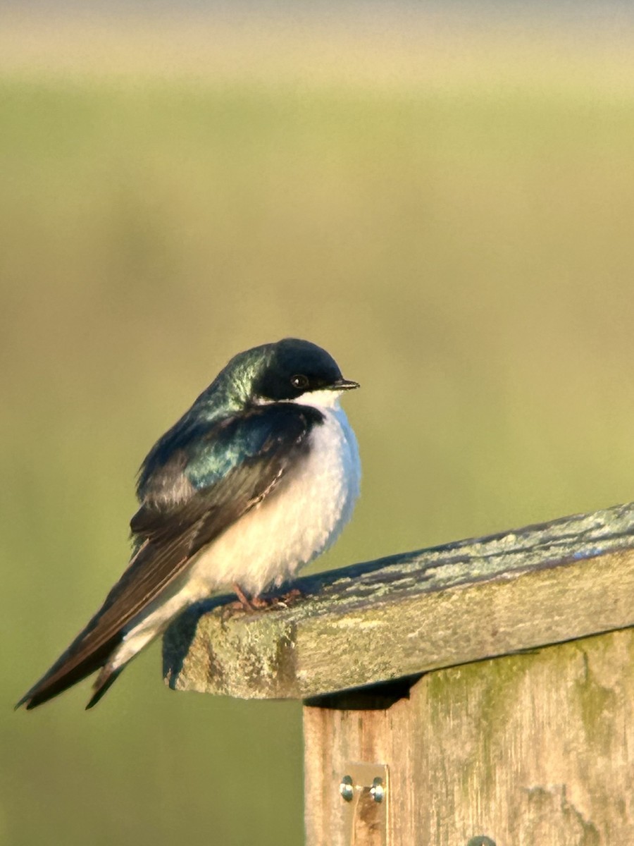 Golondrina Bicolor - ML619806248