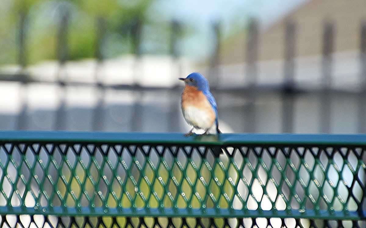 Eastern Bluebird - ML619806255