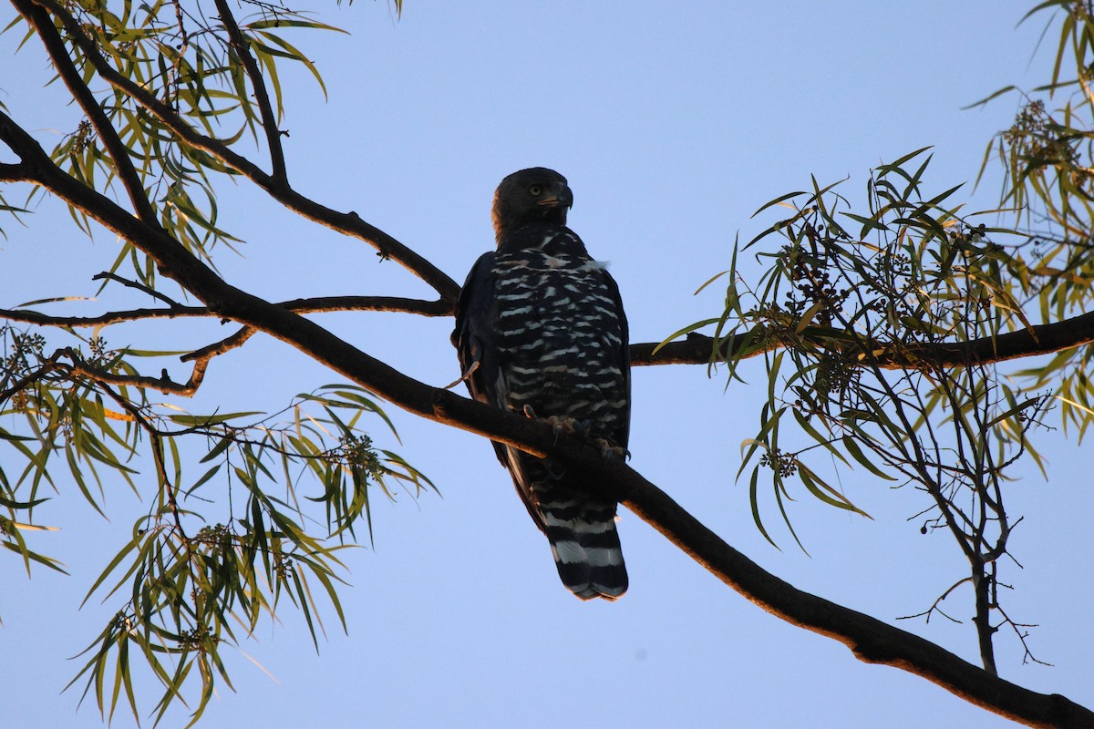 Crowned Eagle - ML619806260