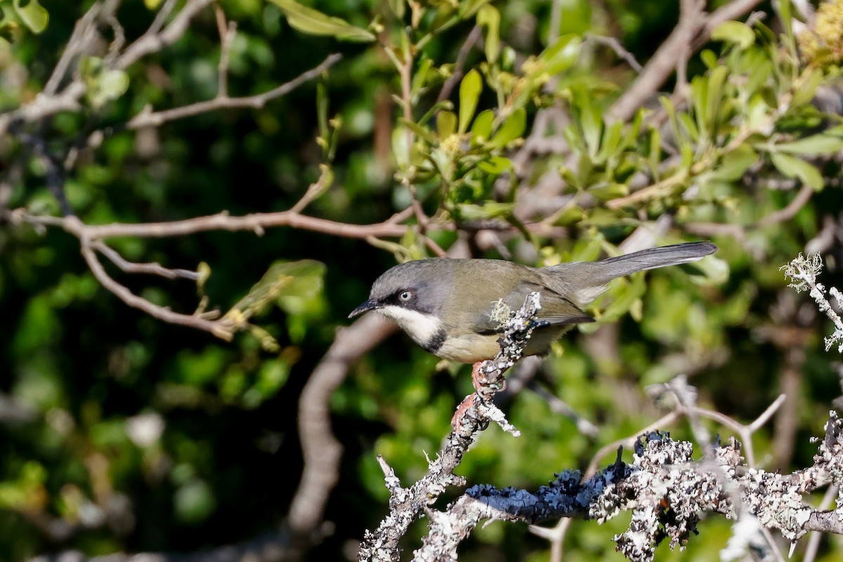 Bar-throated Apalis - Tommy Pedersen