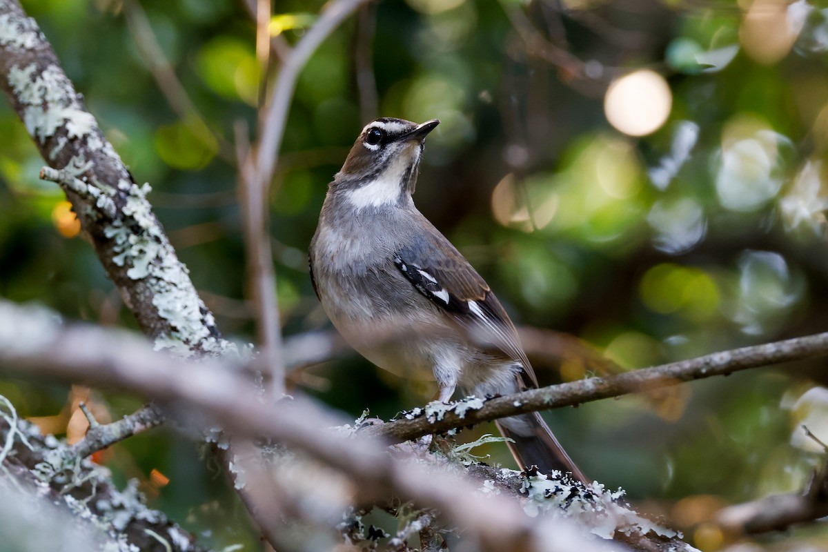 Brown Scrub-Robin - ML619806270