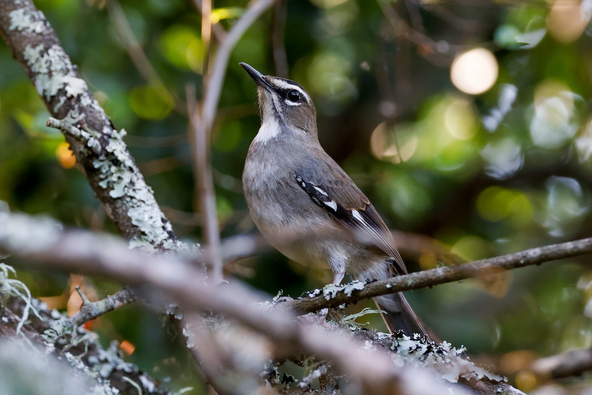 Brown Scrub-Robin - ML619806271