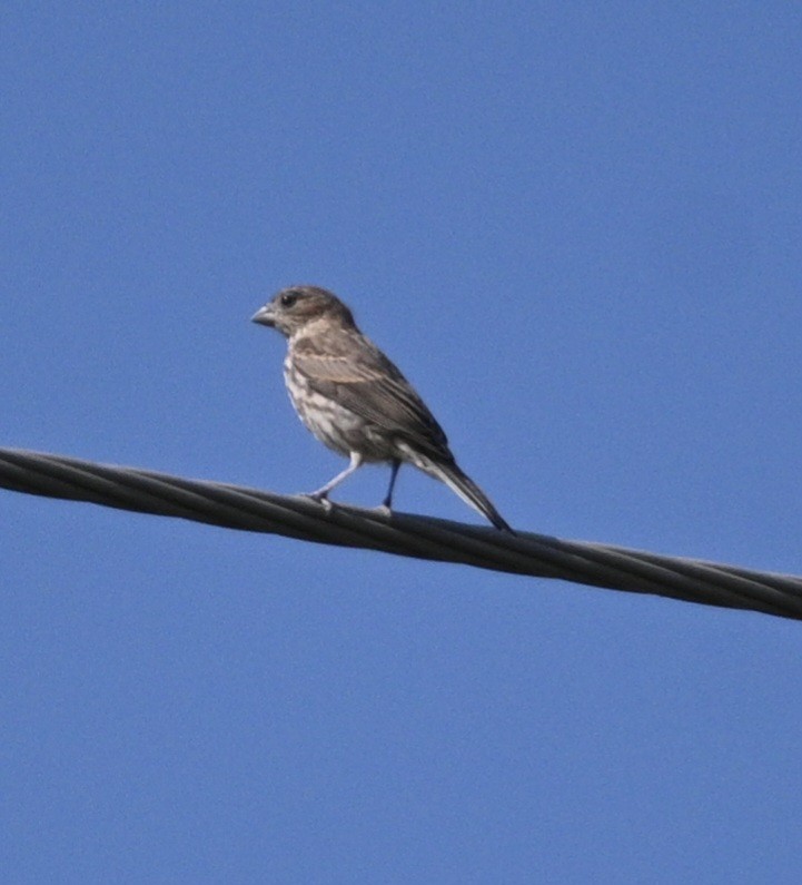 House Finch - ML619806273