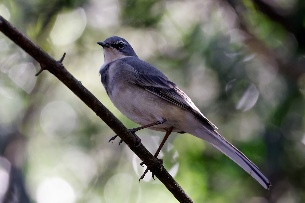 Cape Wagtail - ML619806274