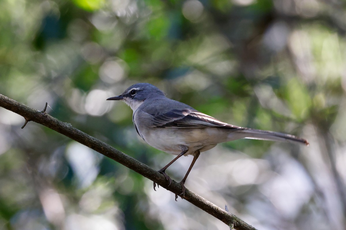 Cape Wagtail - ML619806275