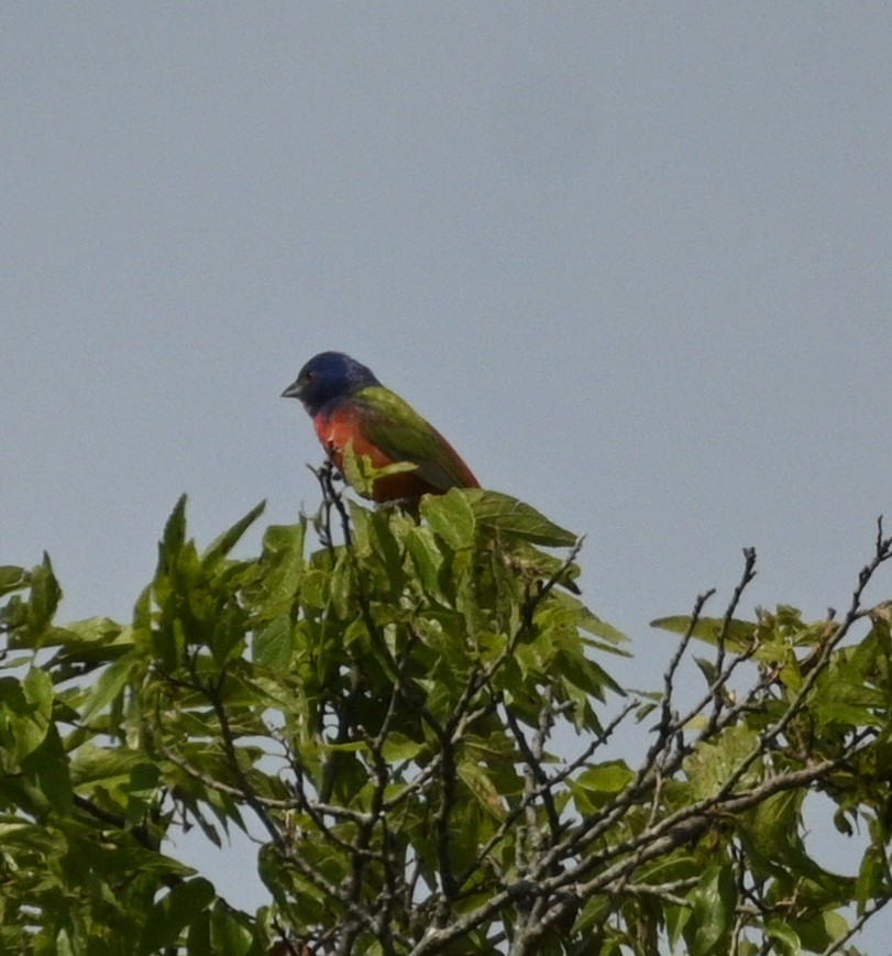 Painted Bunting - ML619806283