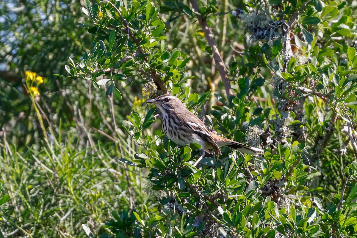 Red-backed Scrub-Robin - Tommy Pedersen