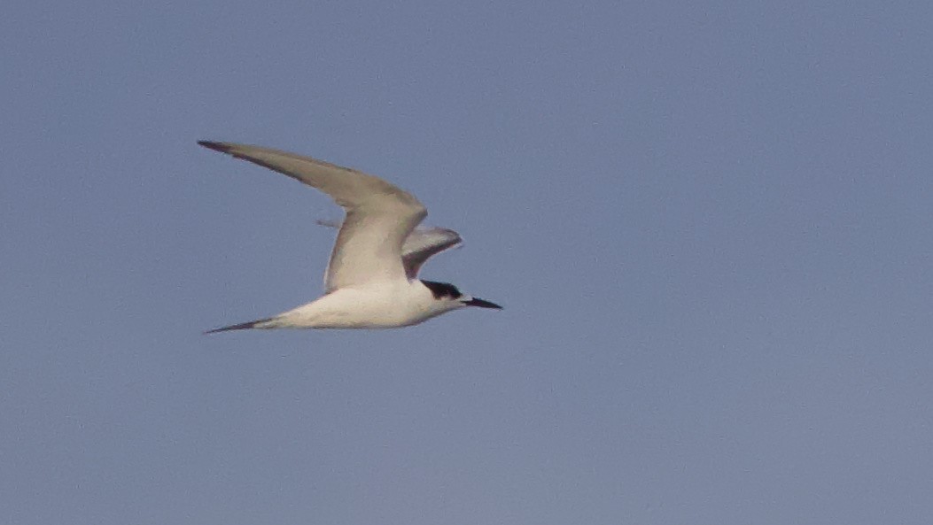 Common Tern - ML619806329