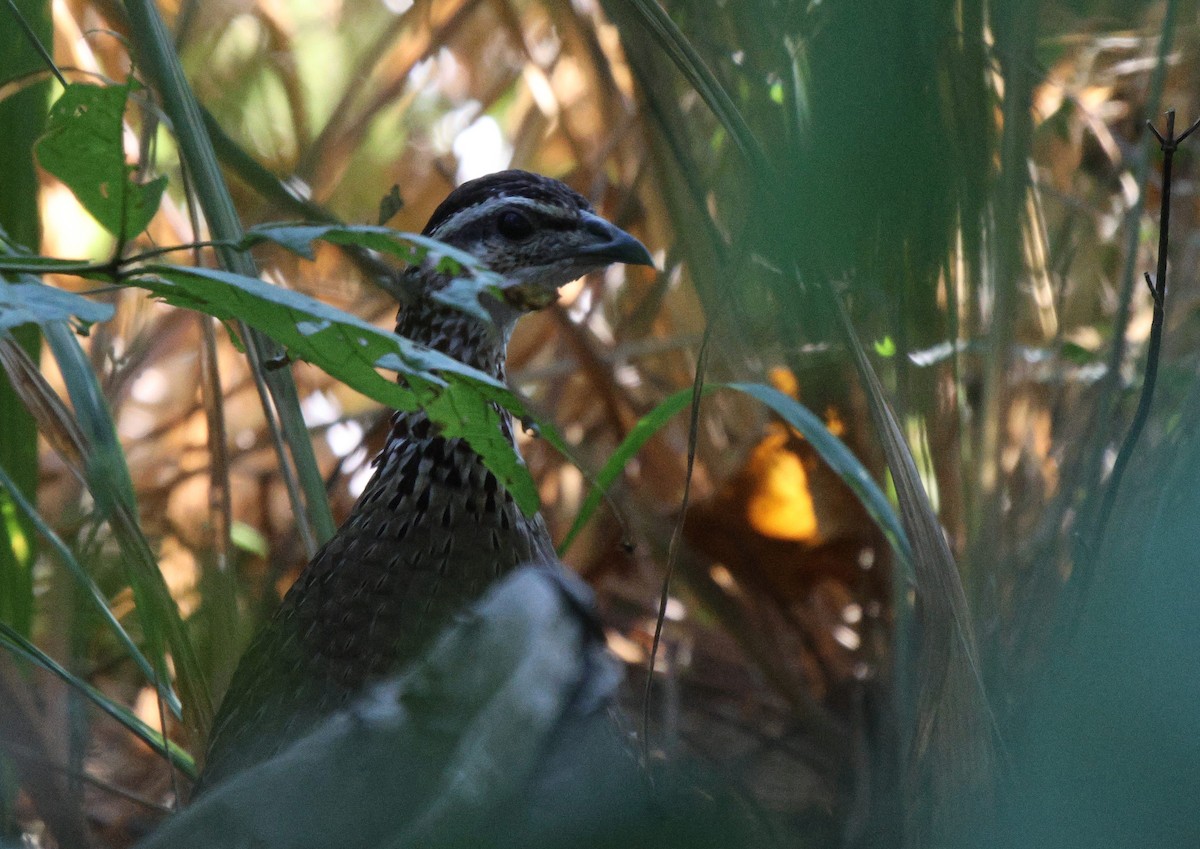 Crested Francolin (Kirk's) - ML619806332