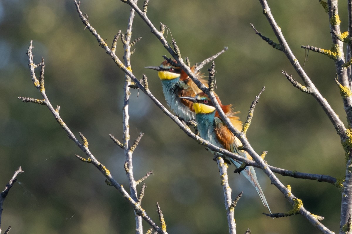 European Bee-eater - ML619806333