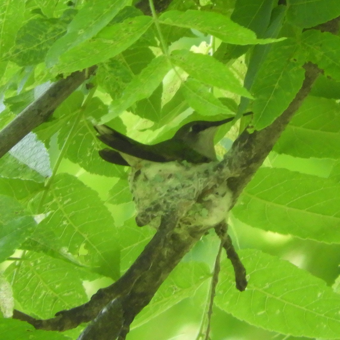 Ruby-throated Hummingbird - ML619806337