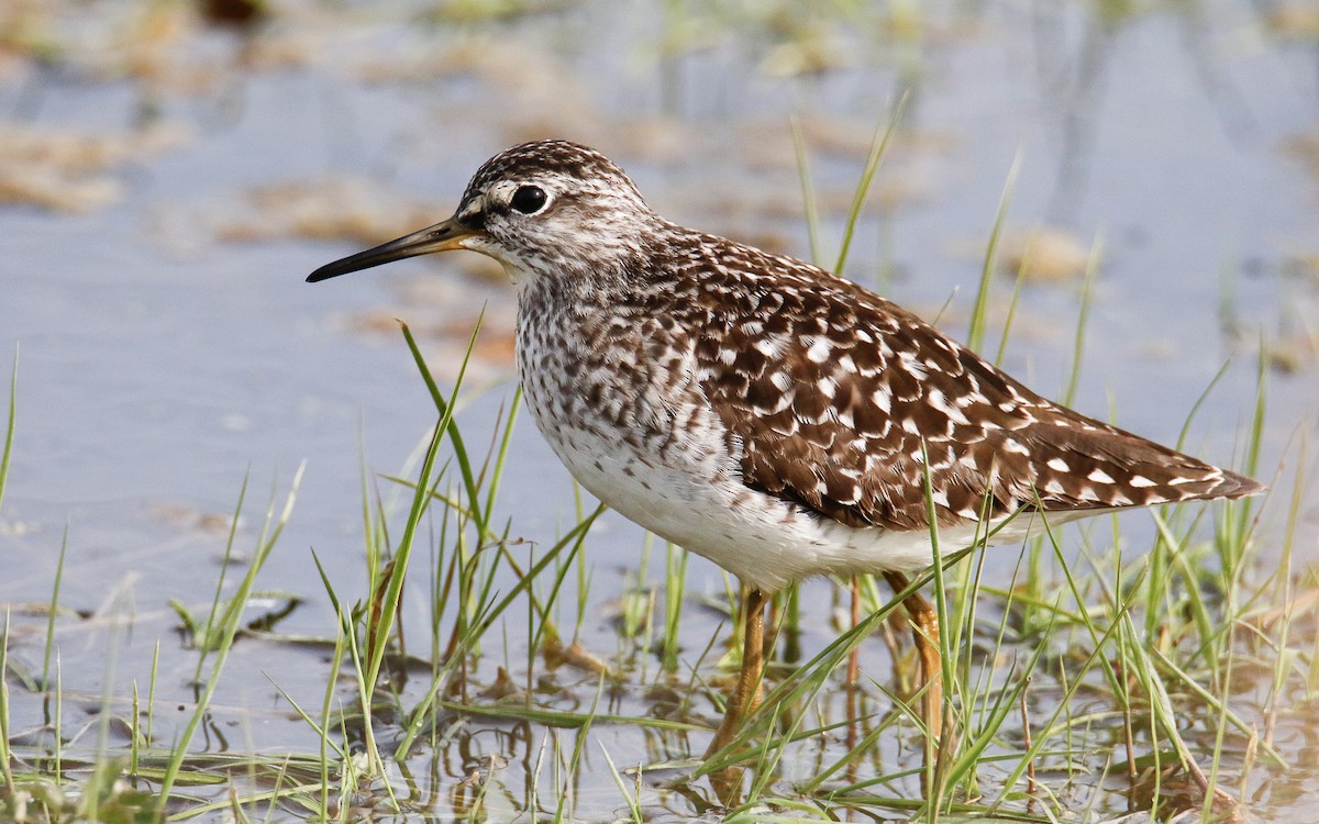 Wood Sandpiper - ML619806359