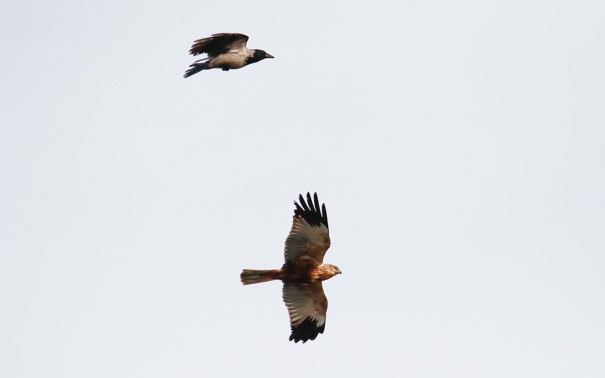 Western Marsh Harrier - ML619806379