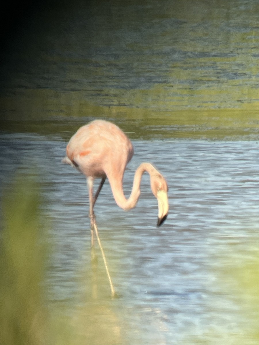 American Flamingo - ML619806394