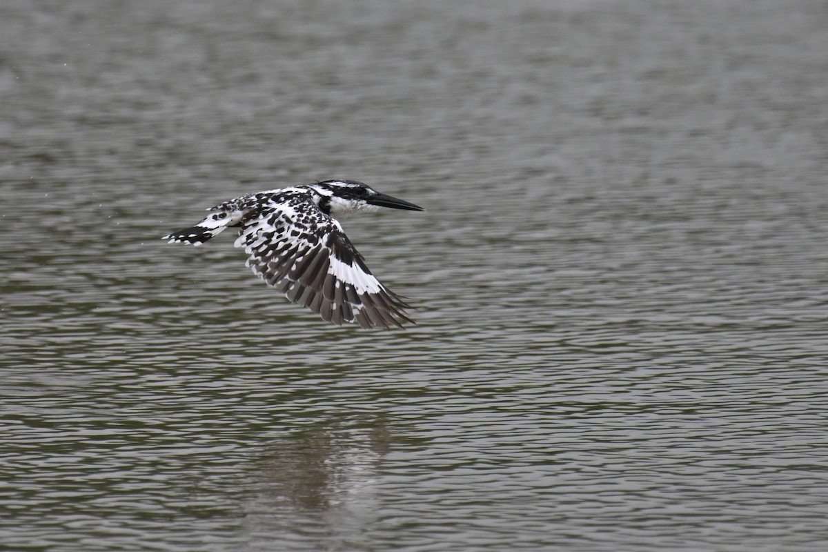 Pied Kingfisher - ML619806403