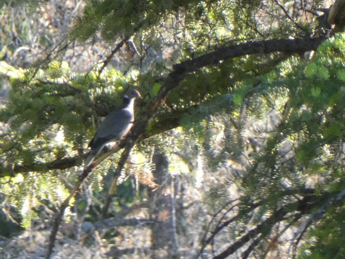Band-tailed Pigeon - ML619806405