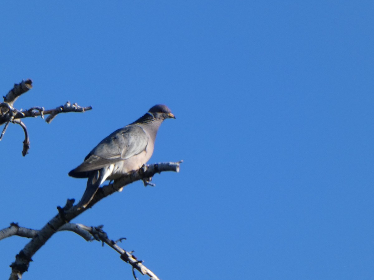 Band-tailed Pigeon - ML619806406