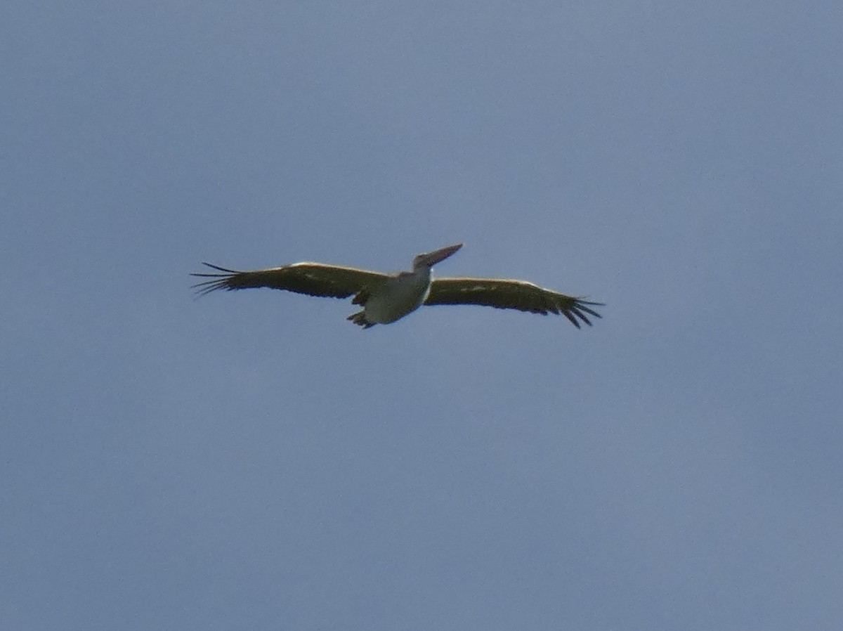 Pink-backed Pelican - ML619806410