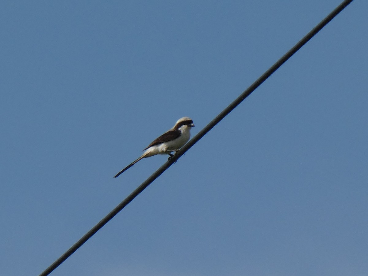 Gray-backed Fiscal - Tony King