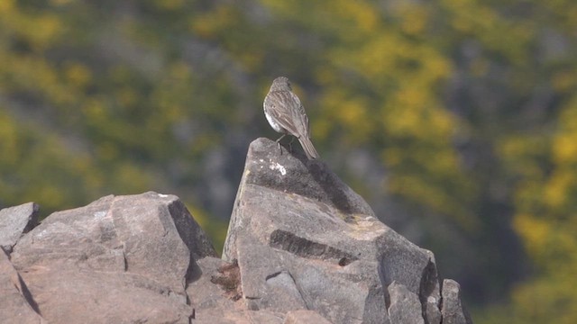 Berthelot's Pipit - ML619806455