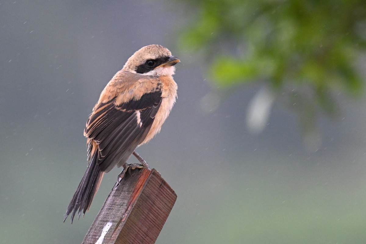 Long-tailed Shrike (schach) - Ting-Wei (廷維) HUNG (洪)