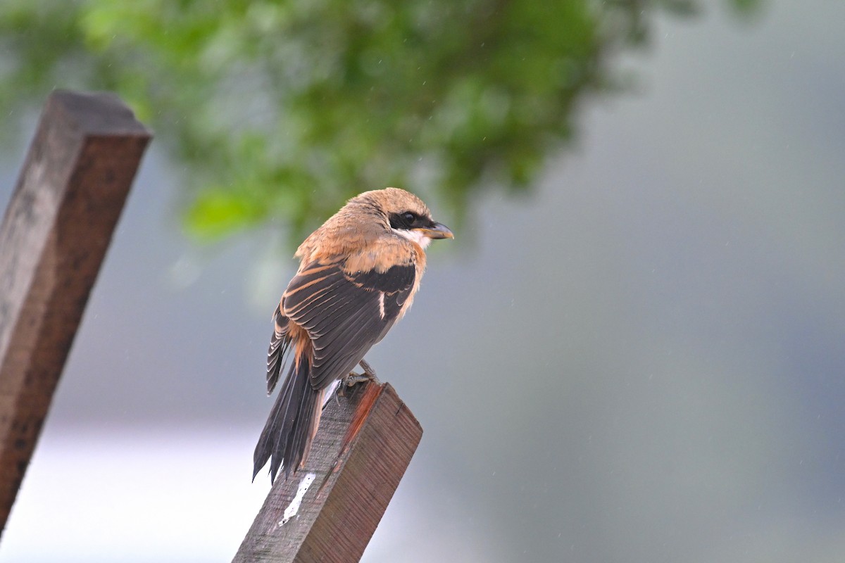 Long-tailed Shrike (schach) - ML619806490