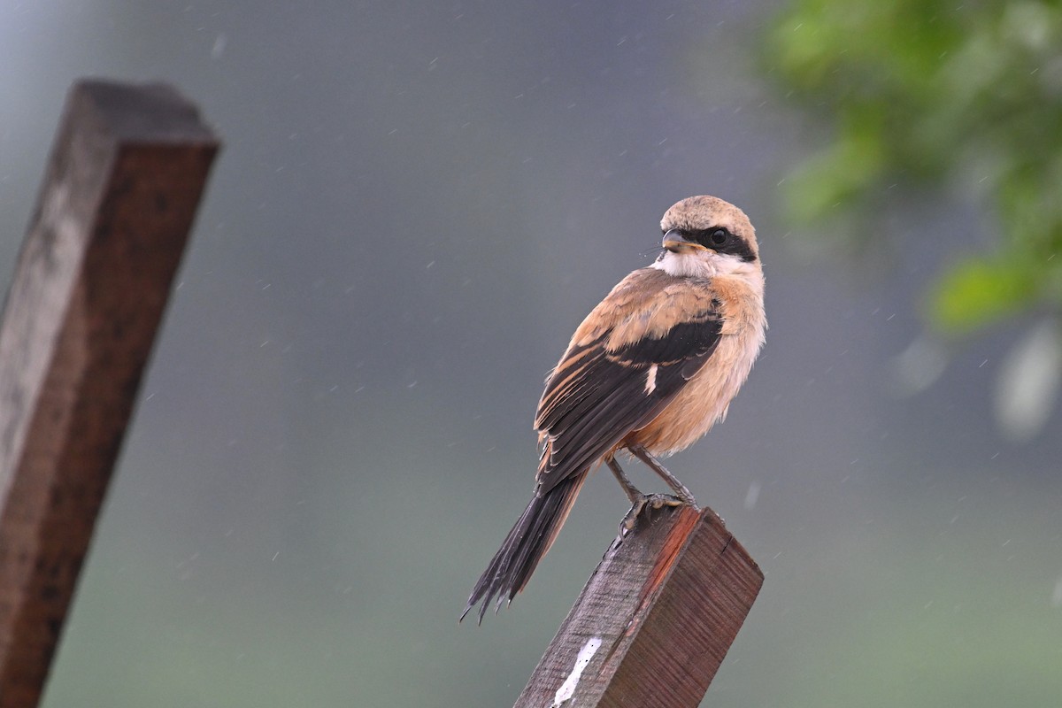 Long-tailed Shrike (schach) - ML619806491