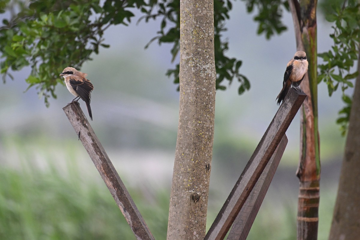 Long-tailed Shrike (schach) - ML619806492