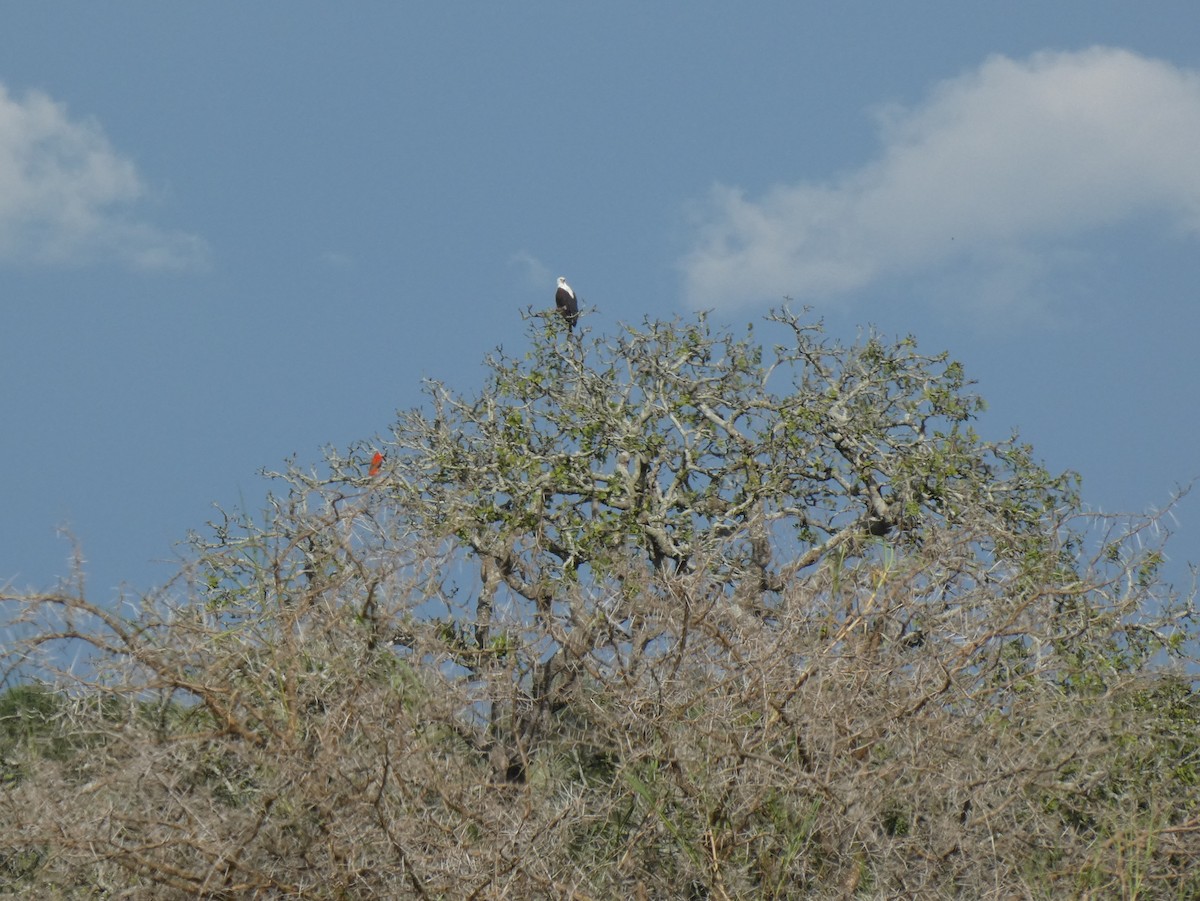 African Fish-Eagle - ML619806494
