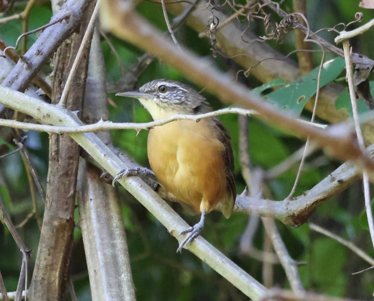 Buff-breasted Wren - ML619806495