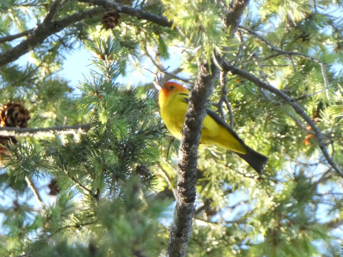 Western Tanager - ML619806496