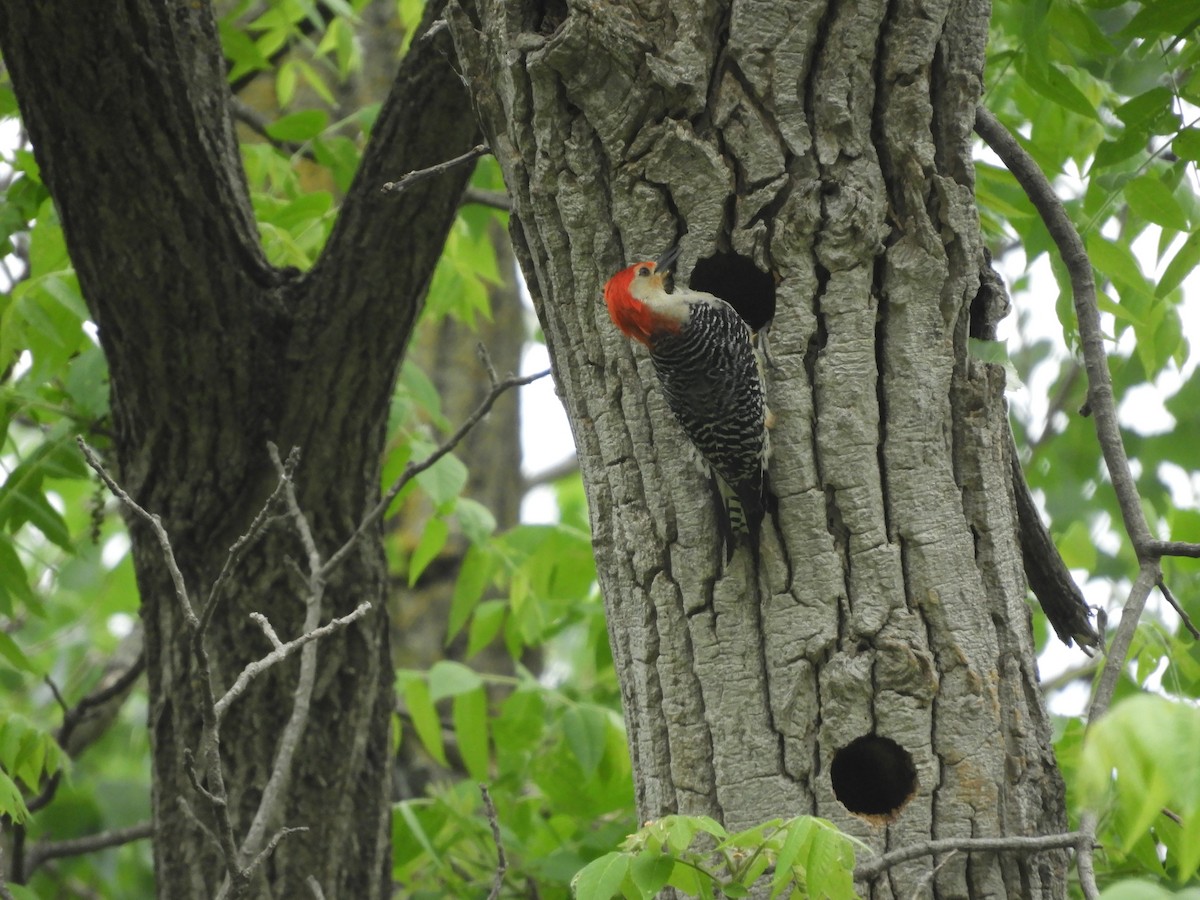 Red-bellied Woodpecker - ML619806498