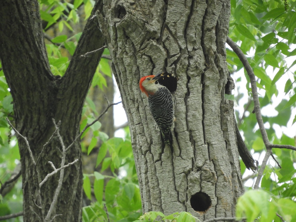 Red-bellied Woodpecker - ML619806499