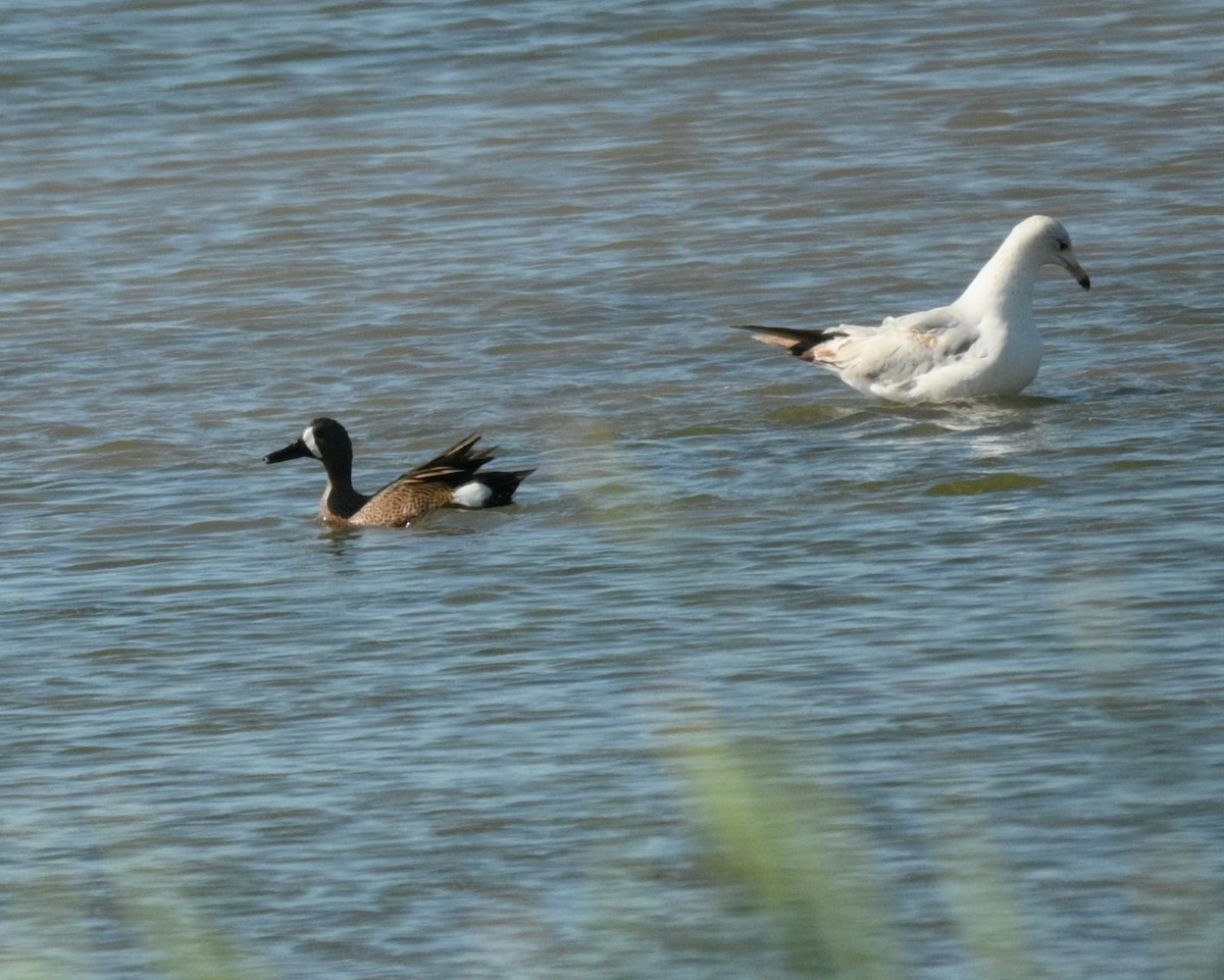 Blue-winged Teal - ML619806504