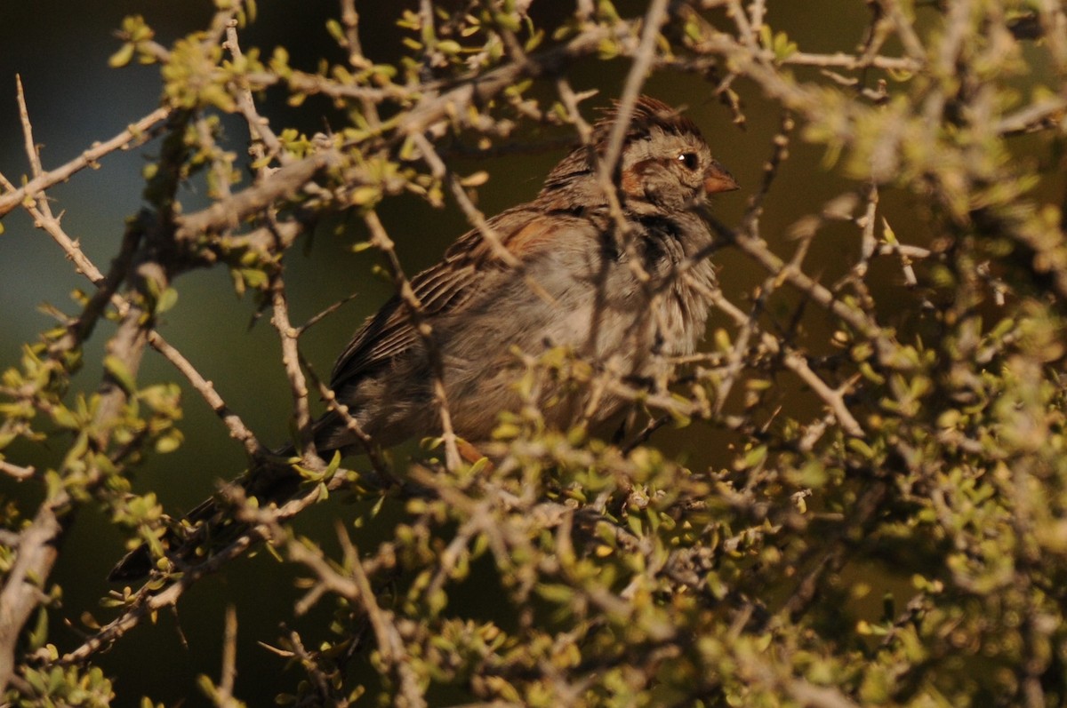 Rufous-winged Sparrow - ML619806533