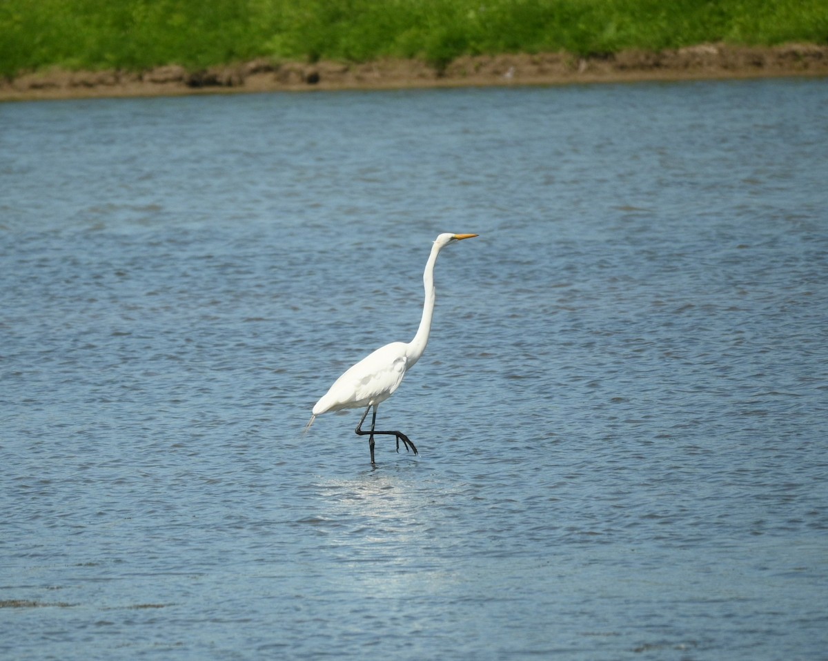 Great Egret - ML619806538